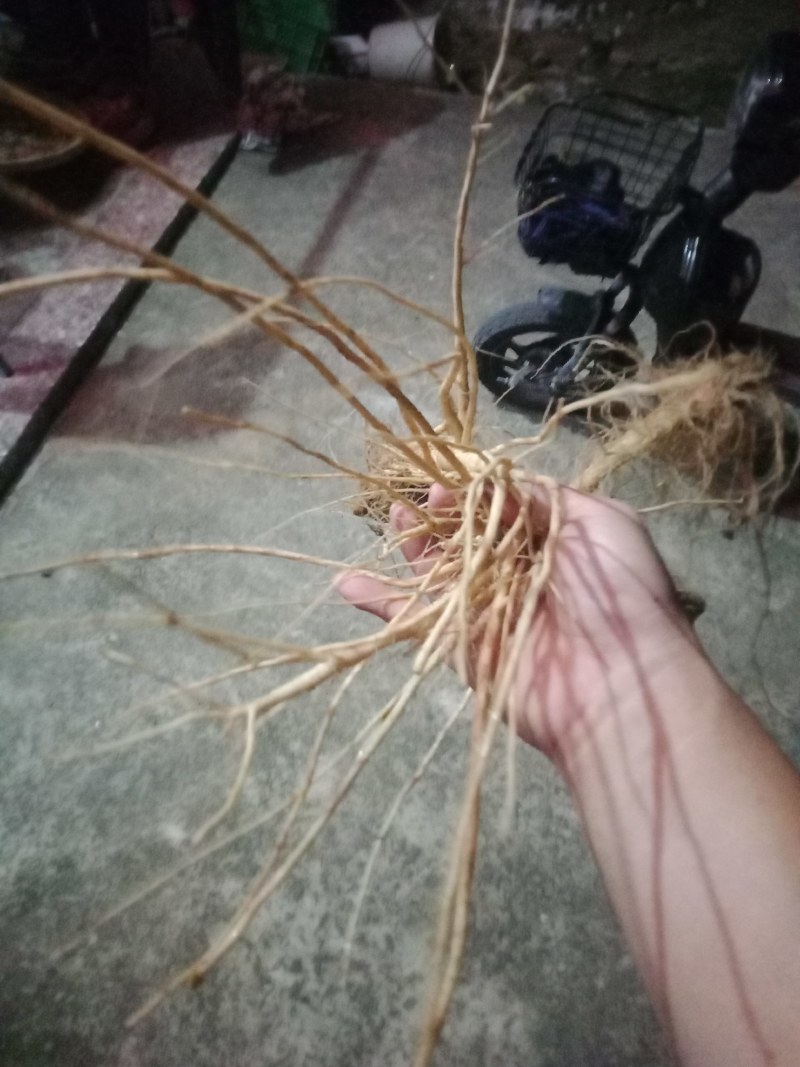 刺苋菜头。煲汤汤料。去湿