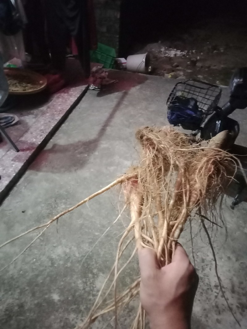 刺苋菜头。煲汤汤料。去湿