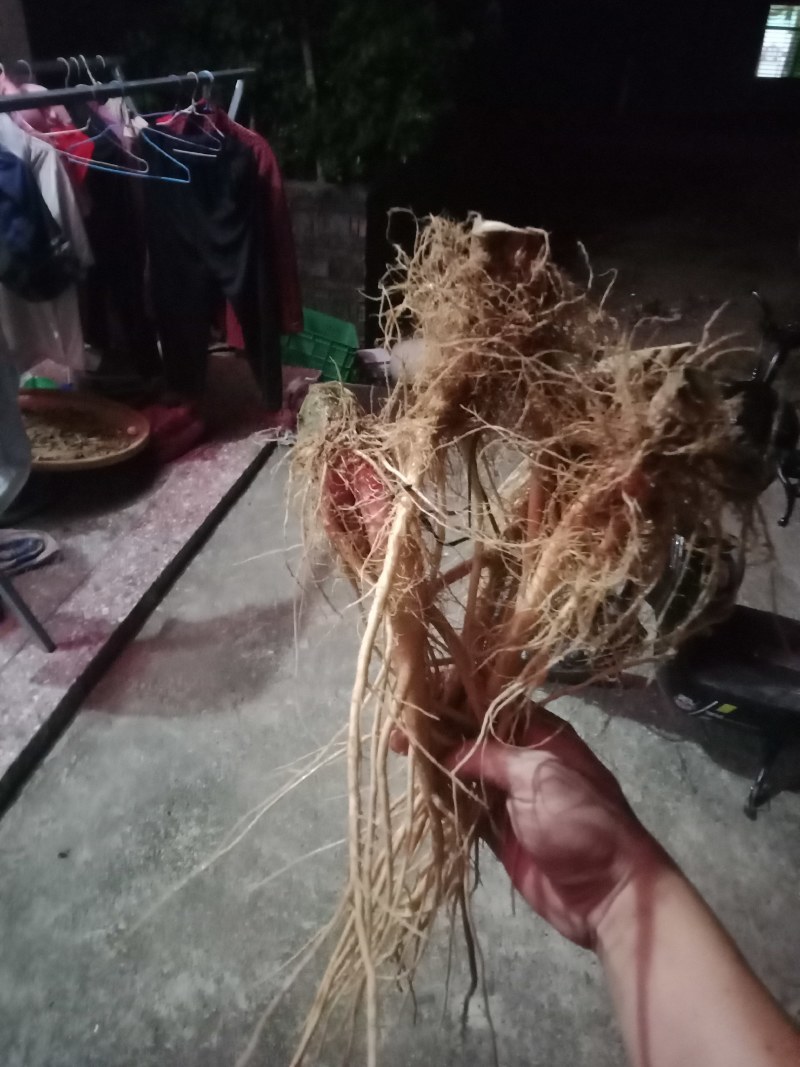 刺苋菜头。煲汤汤料。去湿