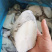 新鲜深海鳕鱼块鳕鱼深海鱼新鲜冷冻鳕鱼中段宝宝辅食鳕鱼