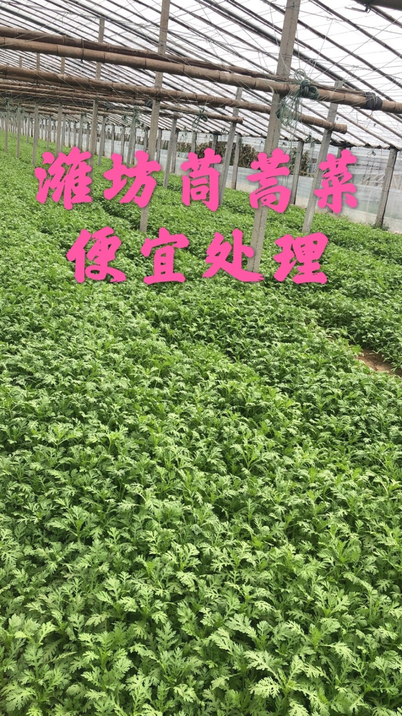 山东潍坊茼蒿菜，处理茼蒿菜，寒亭茼蒿菜。赶集，团购。