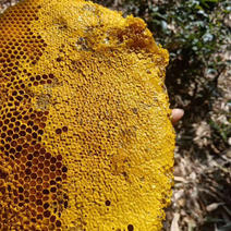 蜂巢蜜野蜂蜜树洞蜜盒装巢