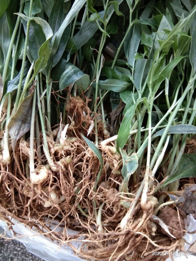 基地直供不倒苗黄精种苗，一代苗