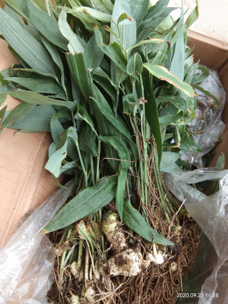 基地直供不倒苗黄精种苗，一代苗