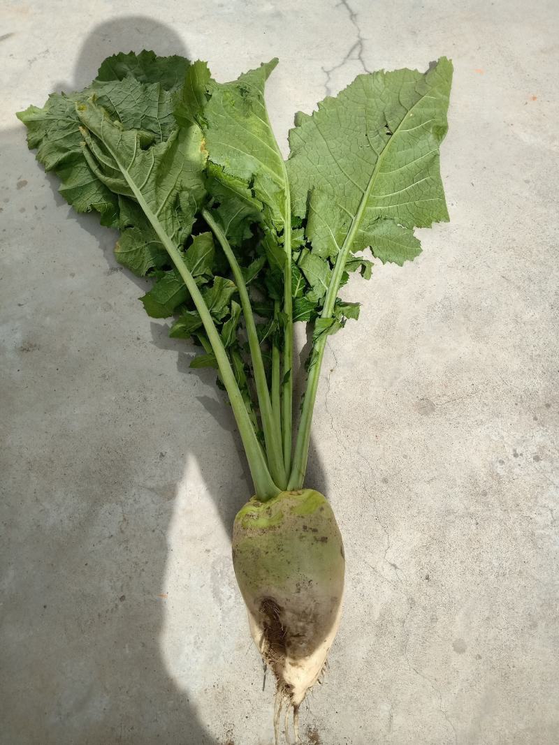 芥菜大量上市需要联系