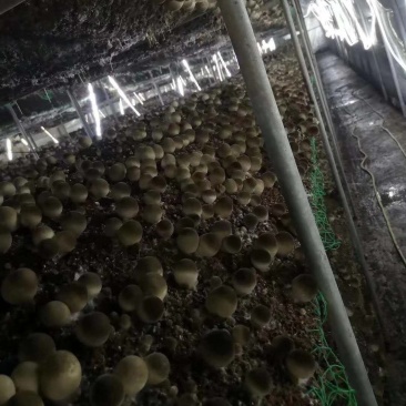 本种植基地长期出售鲜草菇