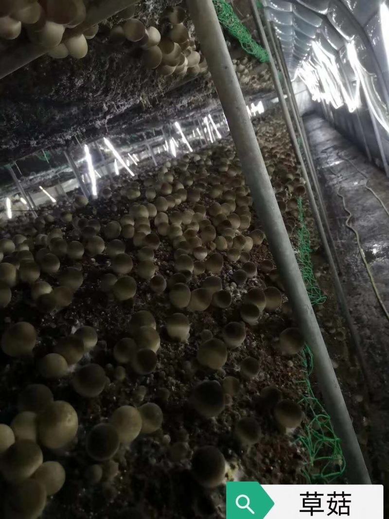 本种植基地长期出售鲜草菇