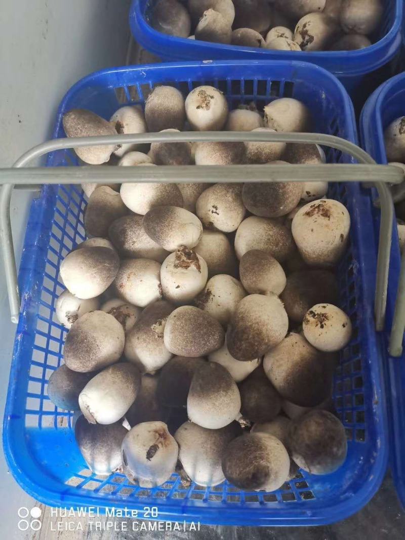 本种植基地长期出售鲜草菇