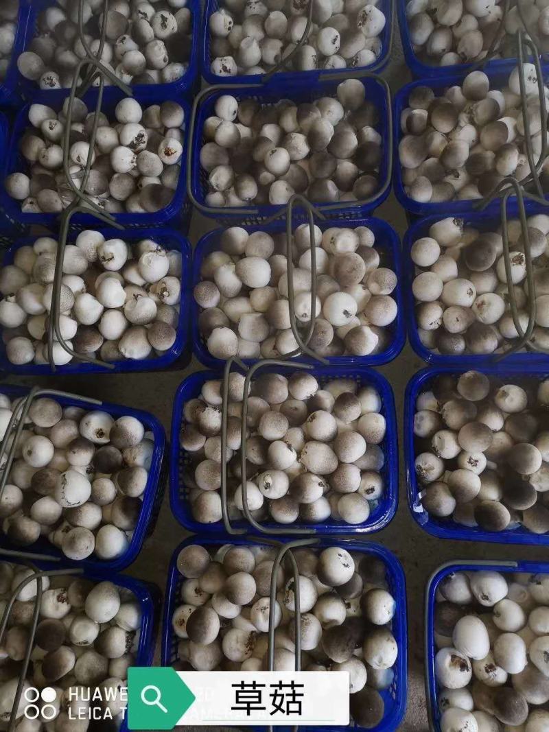 本种植基地长期出售鲜草菇