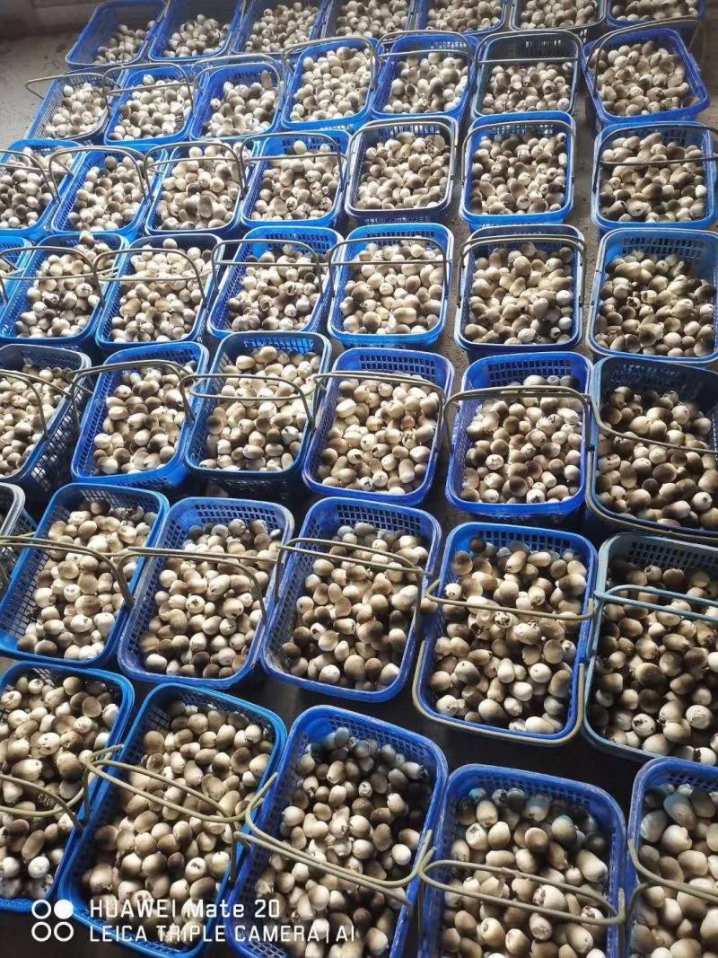 本种植基地长期出售鲜草菇