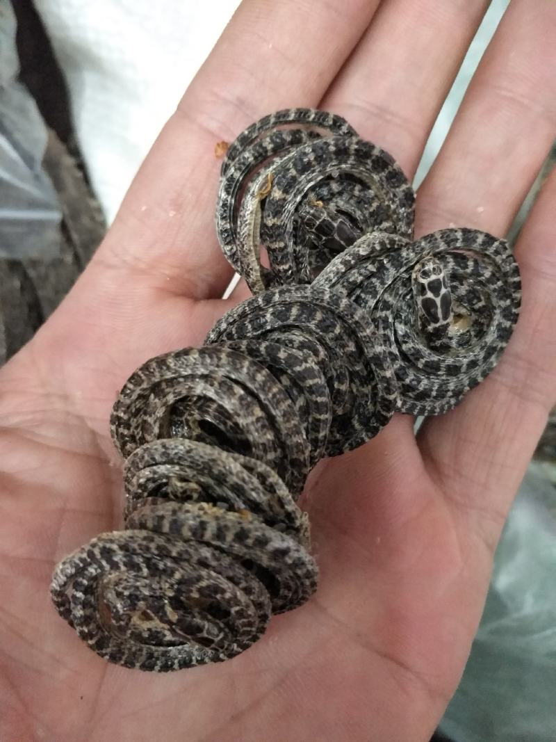 金钱白花蛇批发各种规格中药材
