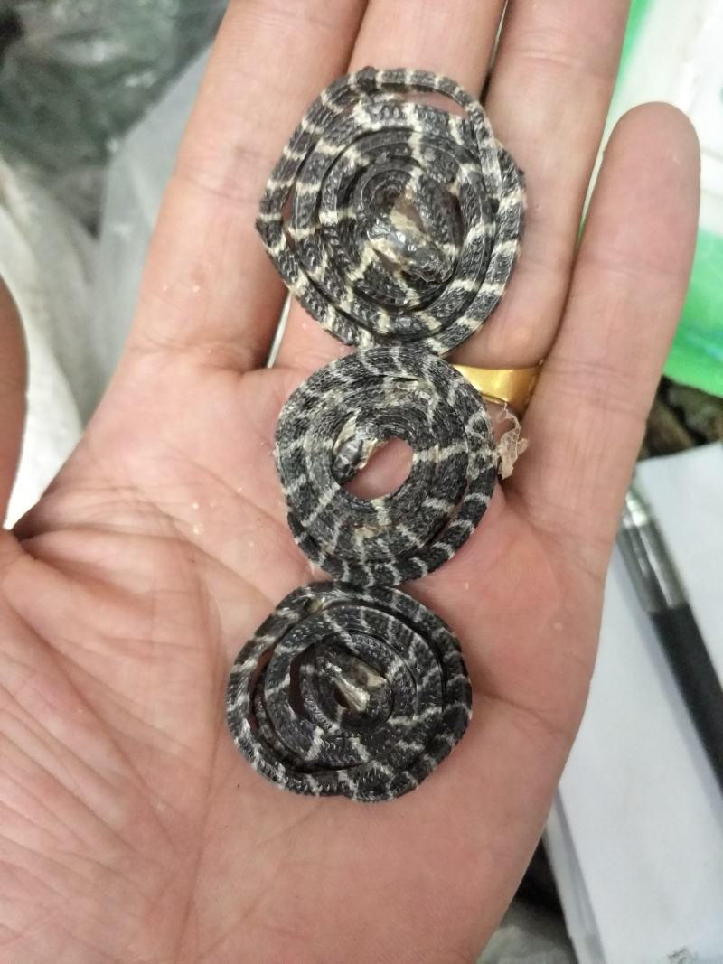 金钱白花蛇批发各种规格中药材