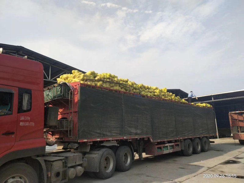 宜昌早熟蜜橘口感酸甜皮薄多汁地头看货欢迎定购