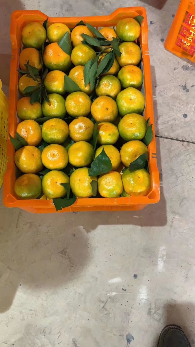 宜昌早熟蜜橘口感酸甜皮薄多汁地头看货欢迎定购