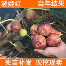 【放心苗】波姬红无花果苗，无花果苗，包品种，包质量包成活