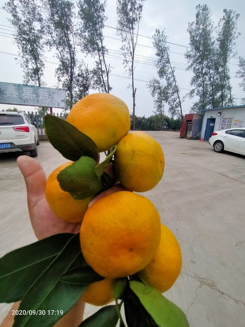 湖北枝江普早蜜橘口感酸甜皮薄多汁果园看货现摘现发信誉至上