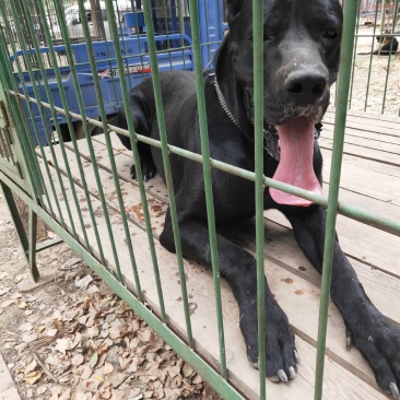 黑狼犬大型护卫犬活体幼犬魔界黑狼犬健康包邮疫苗齐全