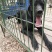 黑狼犬大型护卫犬活体幼犬魔界黑狼犬健康包邮疫苗齐全
