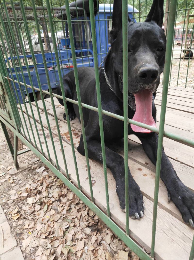 黑狼犬大型护卫犬活体幼犬魔界黑狼犬健康包邮疫苗齐全