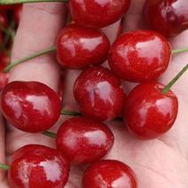 正宗红妃樱桃树苗，四川苗品种纯，自花结实，甜度可达20