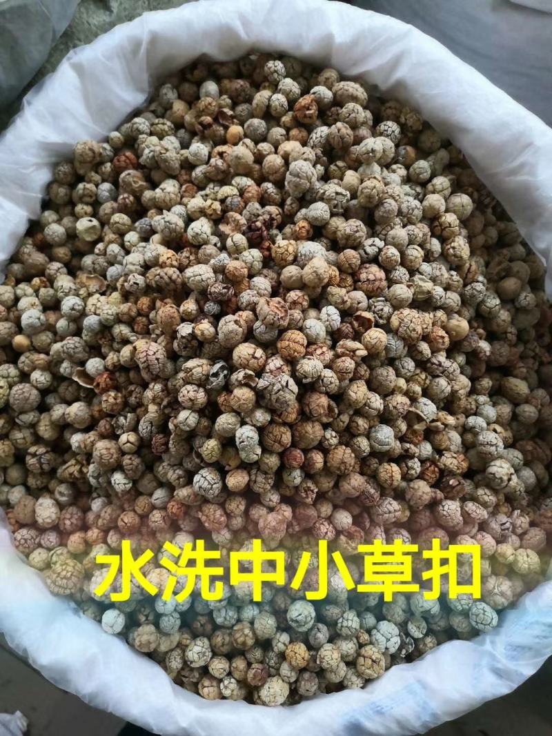 包邮特级原货过风白豆蔻水洗白豆蔻批零兼营量大价格有优势