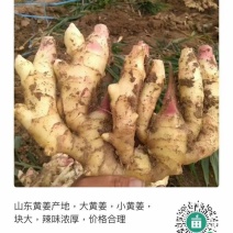 鲜姜老姜姜母小黄姜姜巴供应货源充足按质量论价代办一切手续