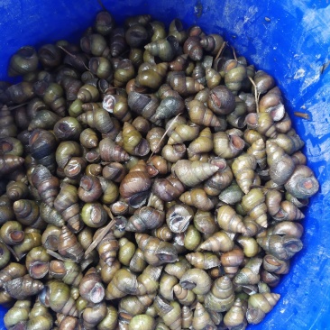 螺蛳、食用螺蛳蛳香辣螺蛳
