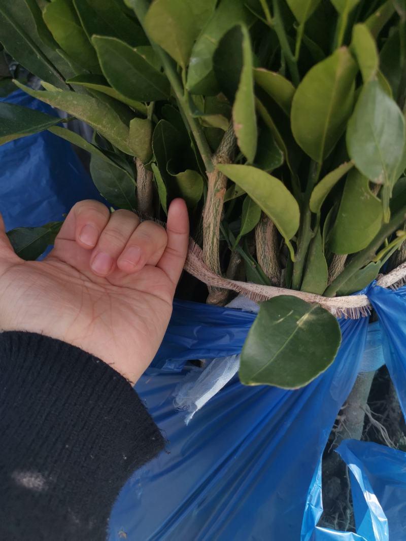 橘之尤物媛红碰柑1年苗2年苗也有