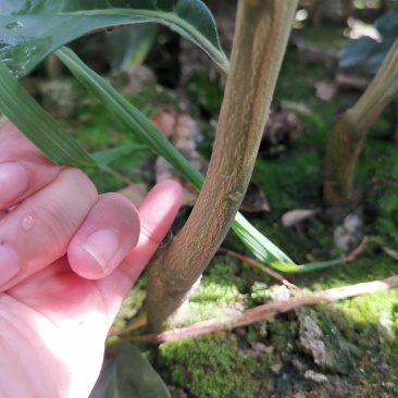 橘之尤物媛红碰柑1年苗2年苗也有