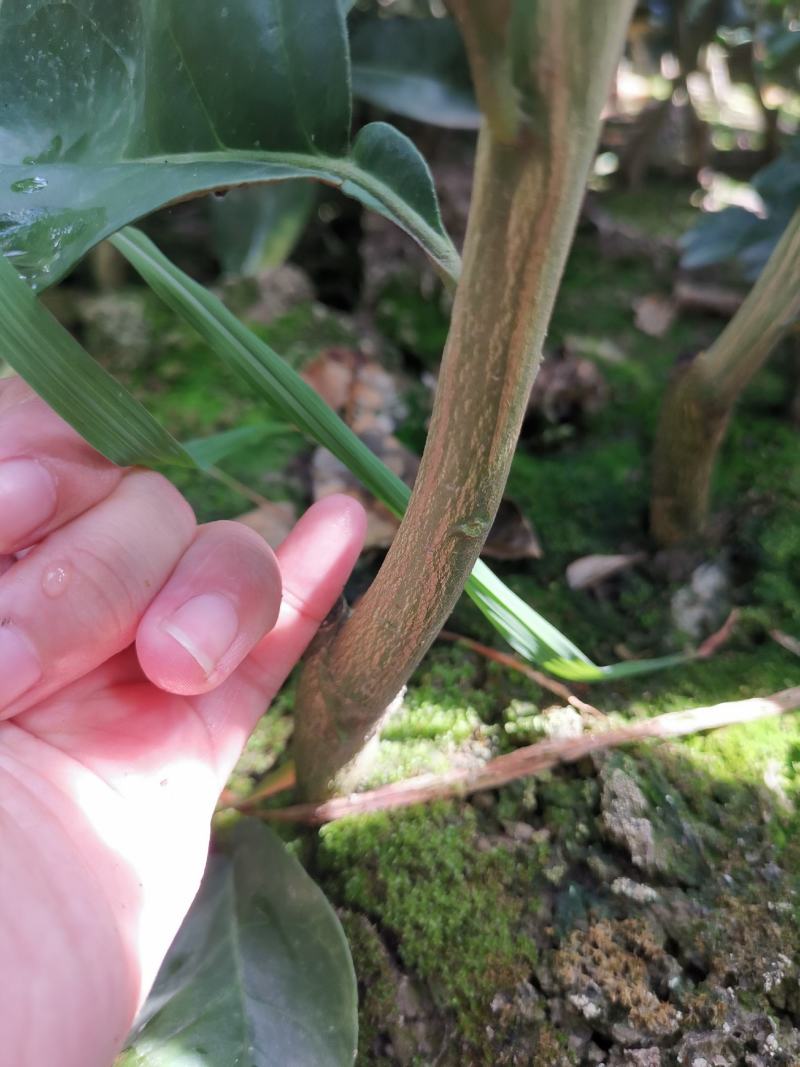 橘之尤物媛红碰柑1年苗2年苗也有