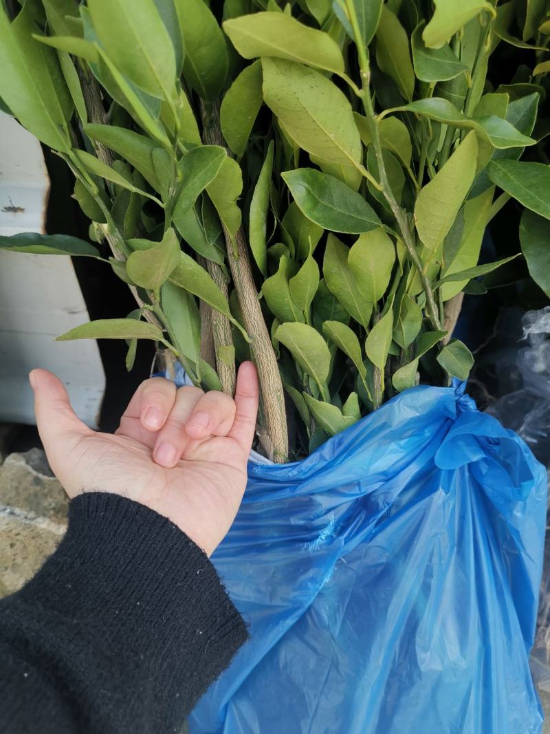 橘之尤物媛红碰柑1年苗2年苗也有