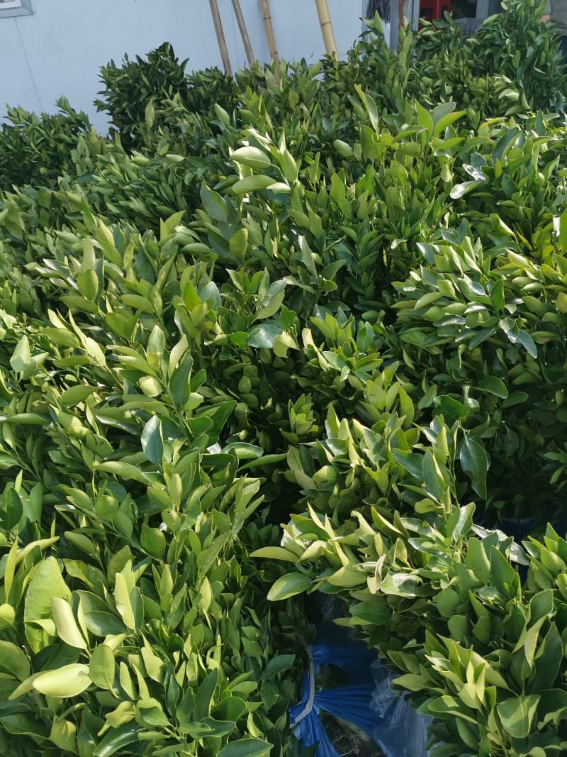 橘之尤物媛红碰柑1年苗2年苗也有