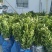橘之尤物媛红碰柑1年苗2年苗也有