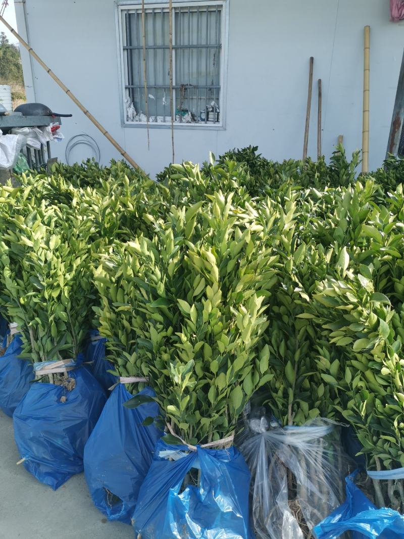 橘之尤物媛红碰柑1年苗2年苗也有