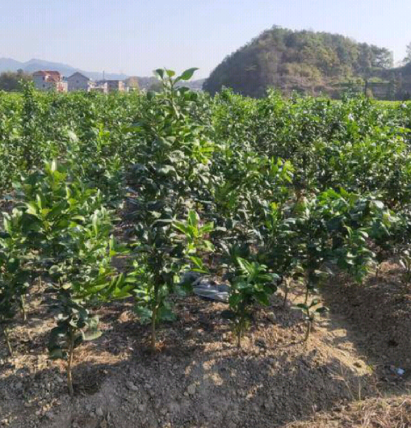 马家柚树苗柚子树红心柚苗广丰基地直发原种苗马家柚苗