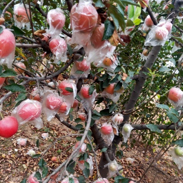 中秋王苹果大量热卖上市中
