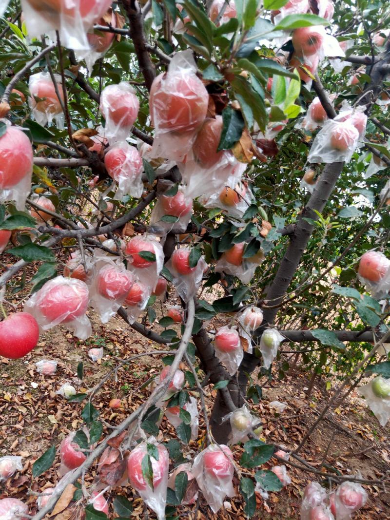 中秋王苹果大量热卖上市中