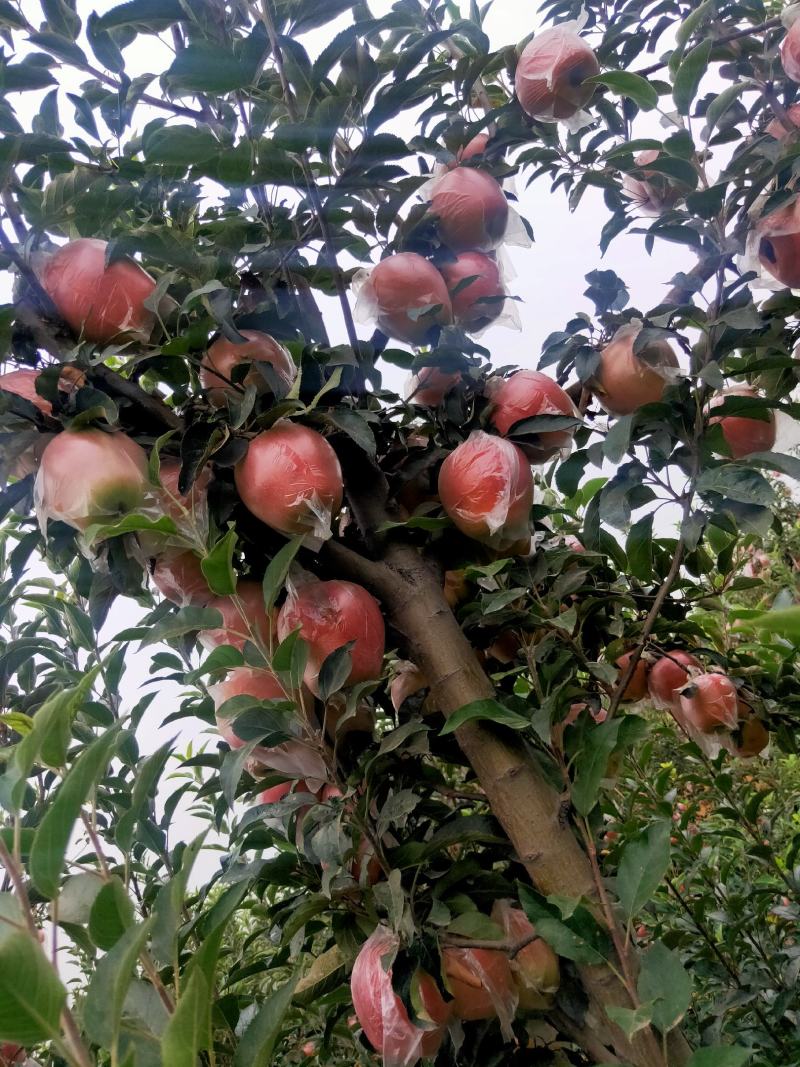 中秋王苹果大量热卖上市中