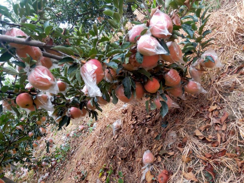 中秋王苹果大量热卖上市中