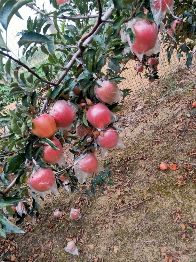 中秋王苹果大量热卖上市中