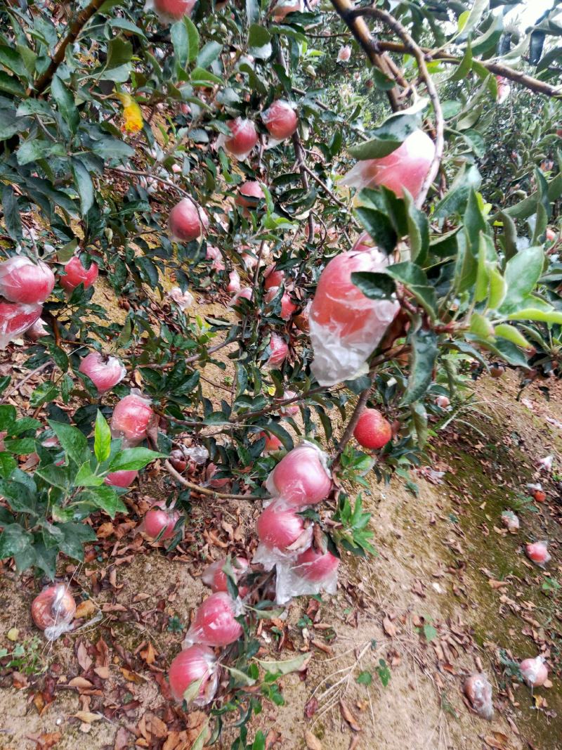 中秋王苹果大量热卖上市中
