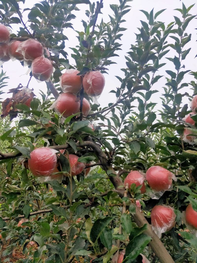 中秋王苹果大量热卖上市中