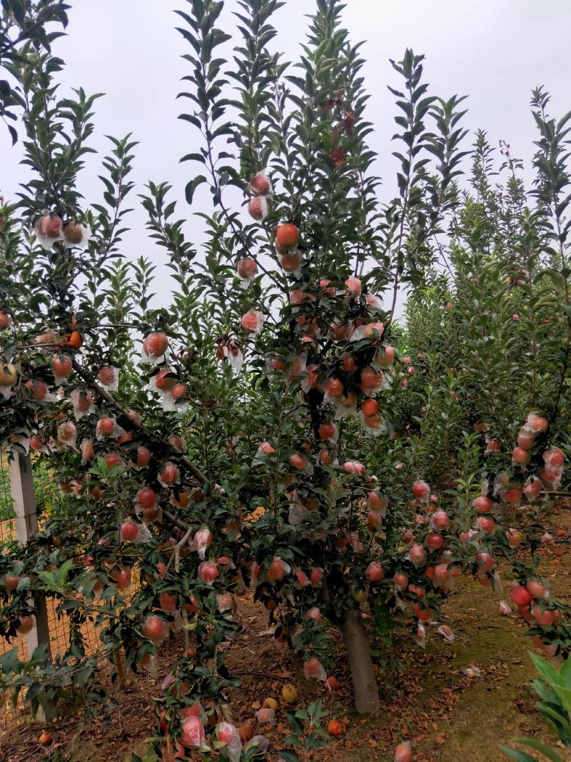 中秋王苹果大量热卖上市中