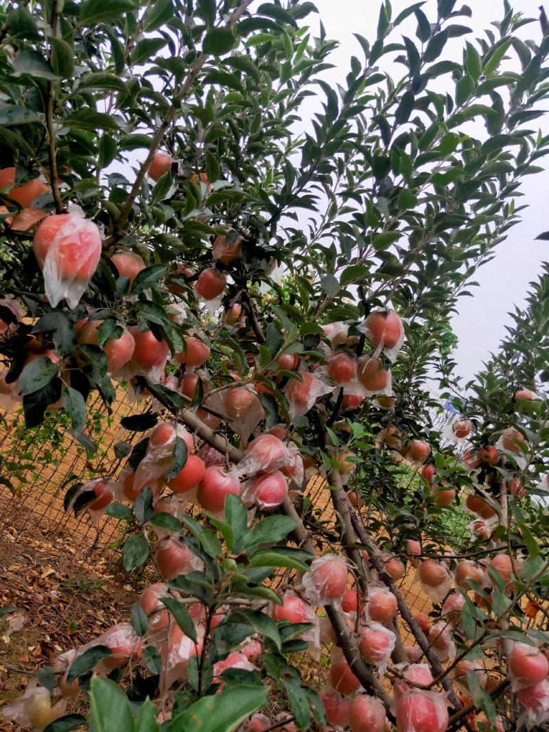中秋王苹果大量热卖上市中