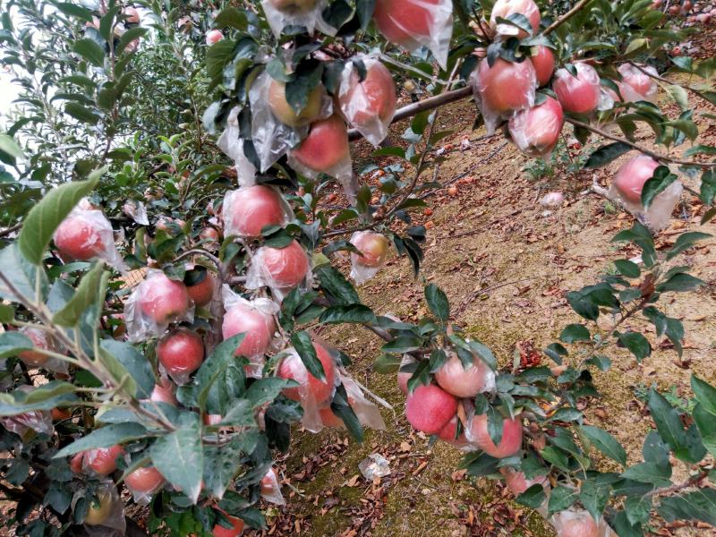 中秋王苹果大量热卖上市中