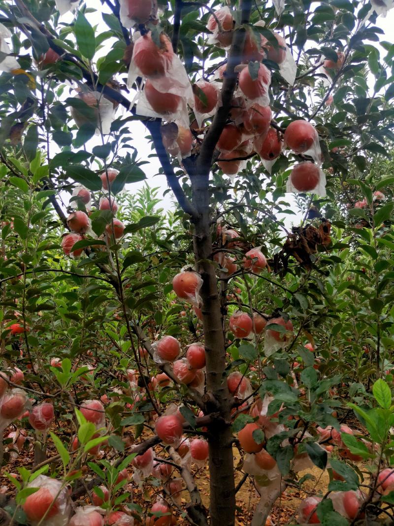 中秋王苹果大量热卖上市中