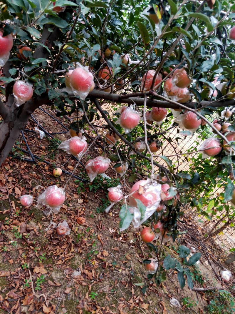 中秋王苹果大量热卖上市中
