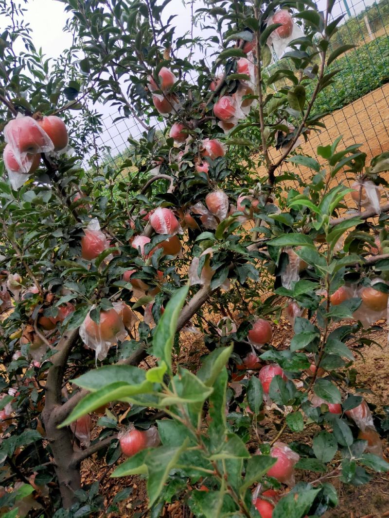 中秋王苹果大量热卖上市中