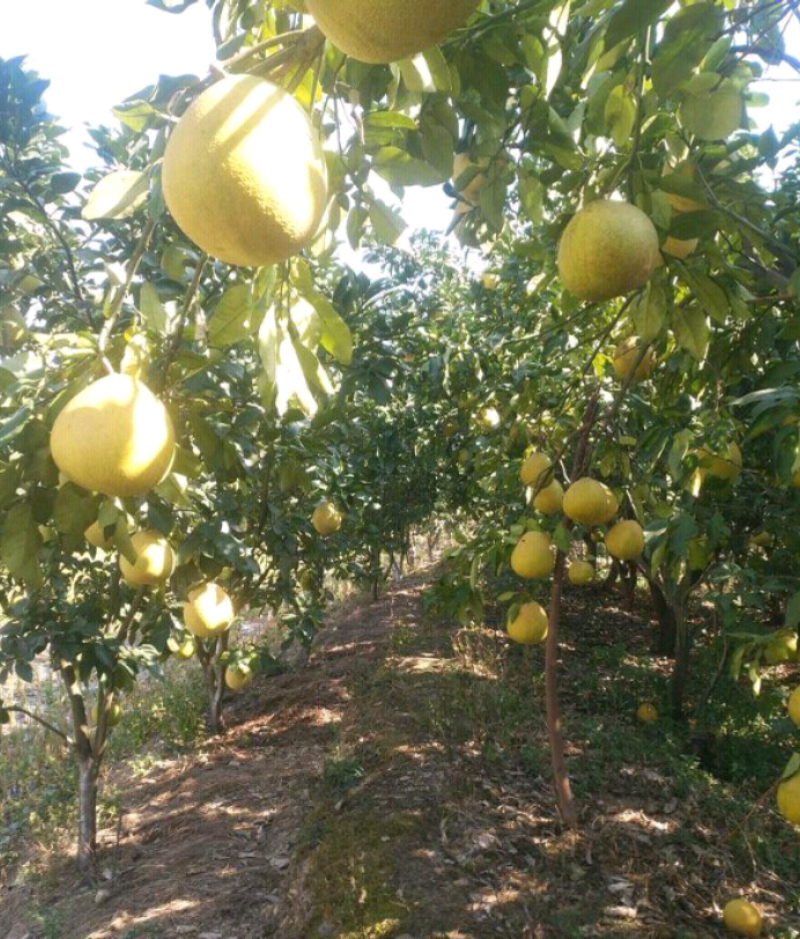 红心柚广丰马家柚当季新鲜水果蜜柚甜柚家乡果升级上饶马家柚