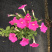 泥碳土时花矮牵牛长春花红橞